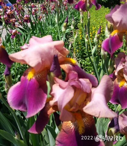 Ирис и ромашка кусты