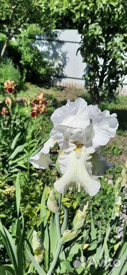 Ирисы сортовые