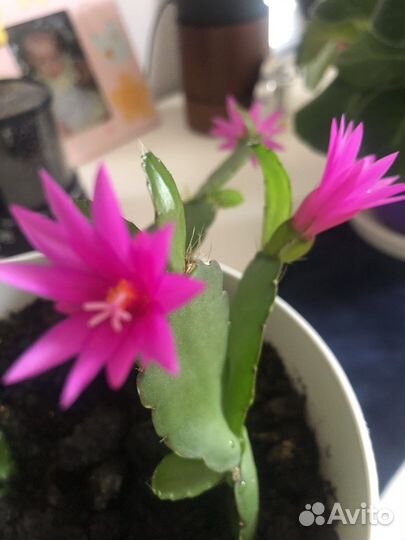 Рипсалидопсис