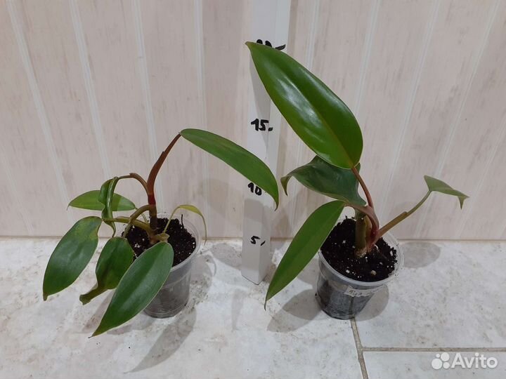 Филодендрон, Монстера, Панданус