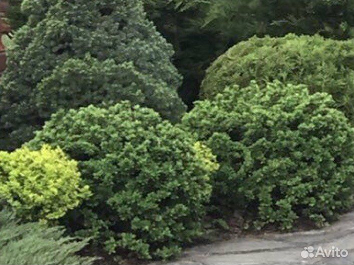 Барбарис Грин карпет