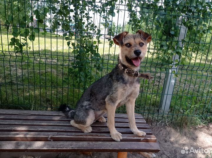 Шеба, 2 года, мелкого размера в квартиру