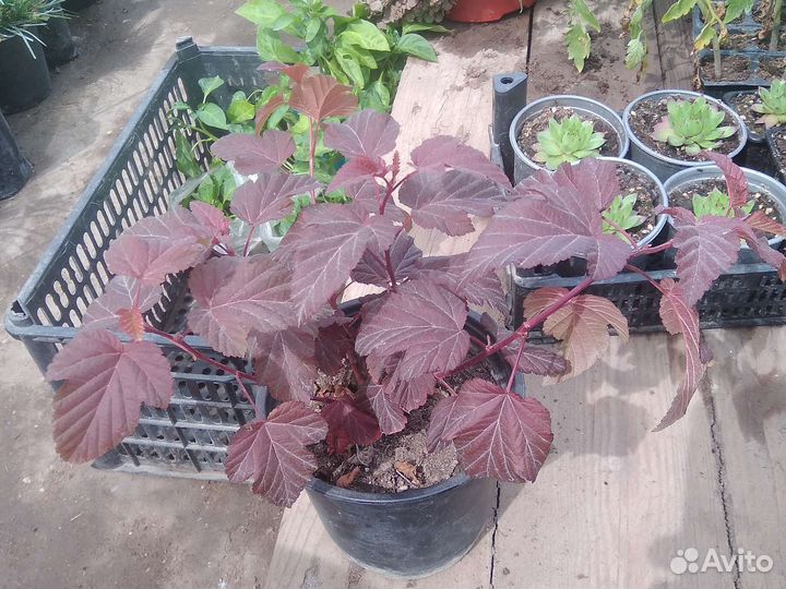 Пузыреплодник Ред Барон