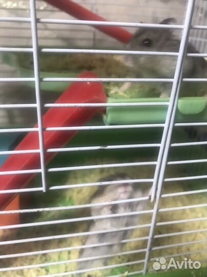 Продам джунгарсих хомячков