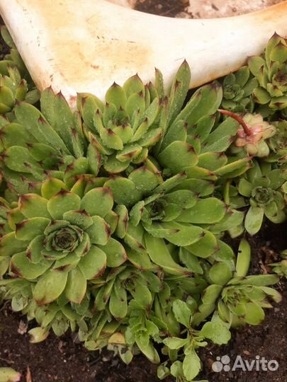 Суккулент каменная роза