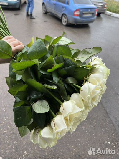 51 белая роза 70 см и 60 см. Розы 25,27,33,51,101