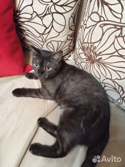 Кошечка ищет дом