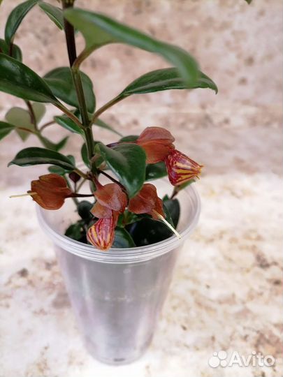 Комнатные цветы