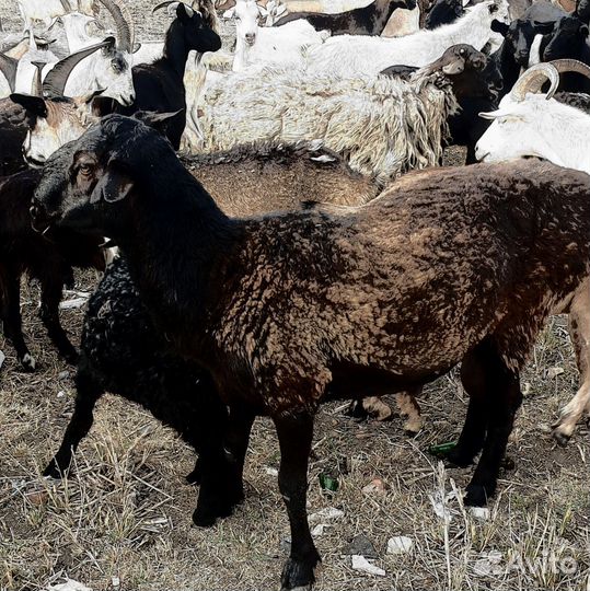 Козы козлы кастраты бараны на мясо