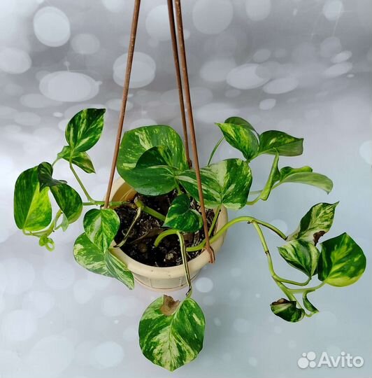 Эпипремнумы