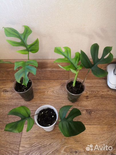 Рафидофора тетрасперма, монстера манки