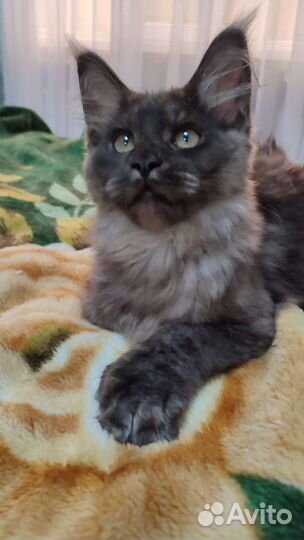 Котята мейн-кун полидакт и классика