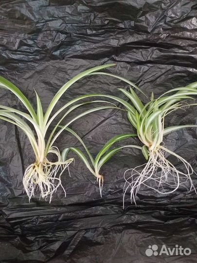 Хлорофитум