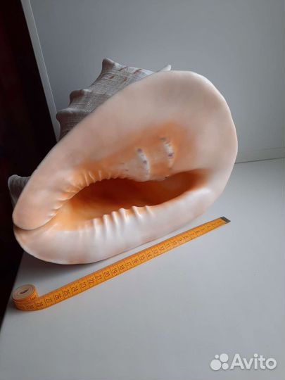 Королевский стромбус