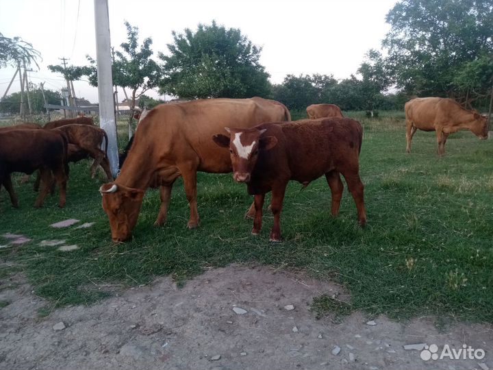 Коровы с подсосными телятами