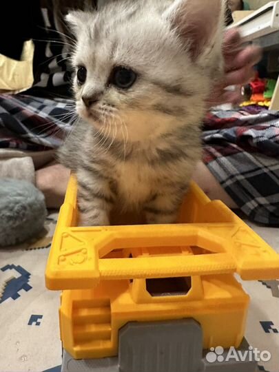 Шотландская прямоухая котята