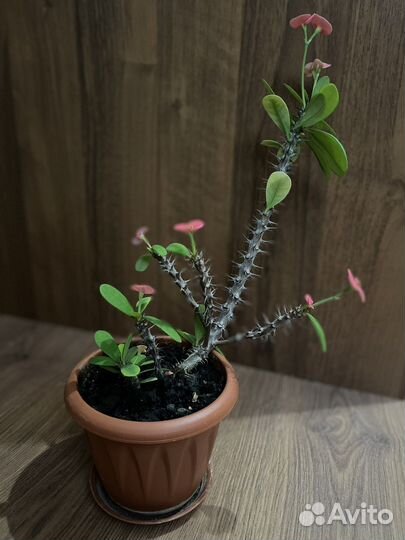 Молочай миля