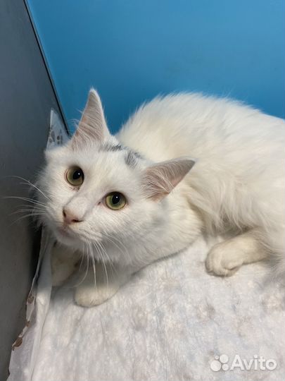 В добрые руки