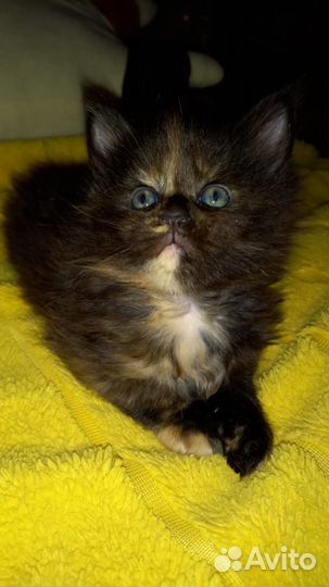 Котята мейн-кун