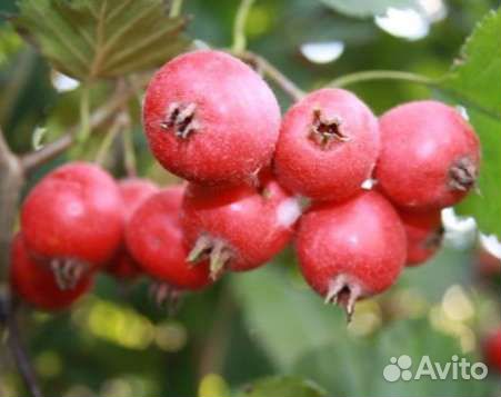Боярышник Кровавый