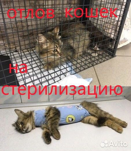 Отлов кошек