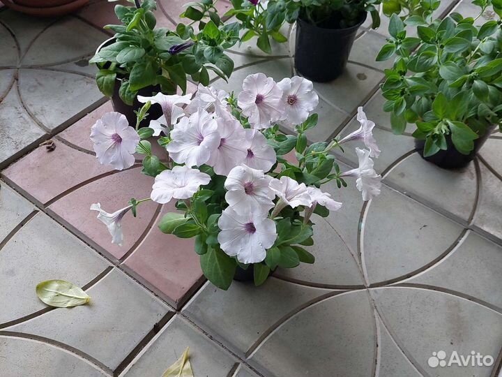 Петуния ампельная