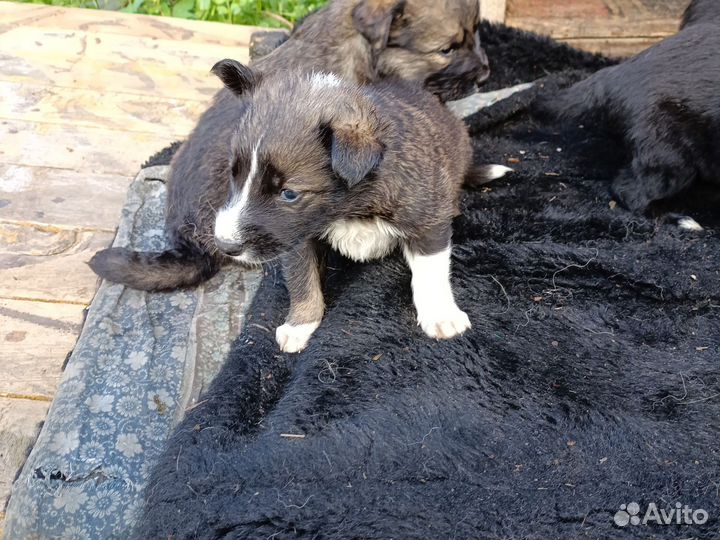 Щенки.Свирепые охранники