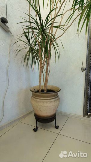 Драцена/цветок комнатный/дерево/фикус
