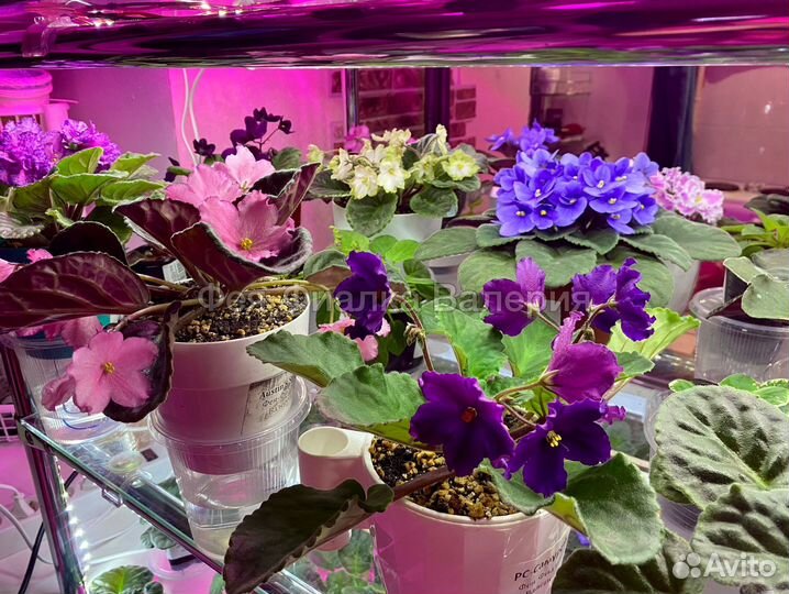 Сортовые фиалки