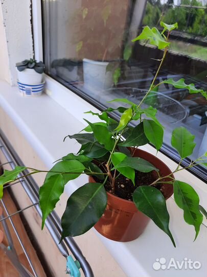 Фикус бенджамина.голден моник