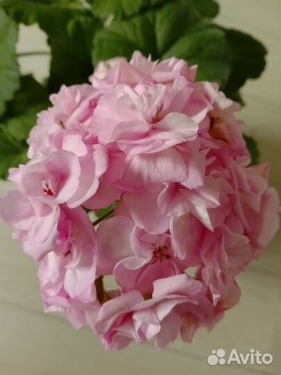 Пеларгония герань