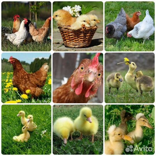 Домашняя птица