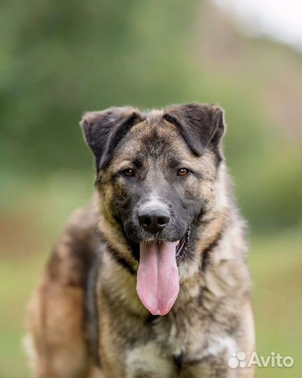 Собака в добрые руки