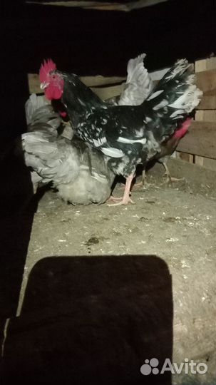 Молодые петухи