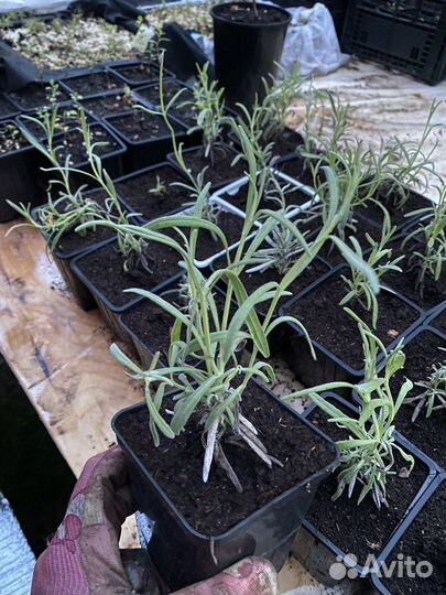 Лаванда саженцы р9