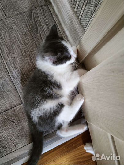 Кошка в дар бесплатно