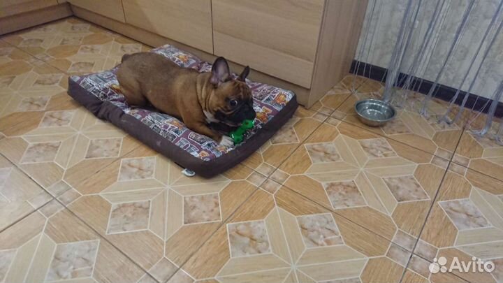 Домашняя передержка/зоогостиница/зооняня