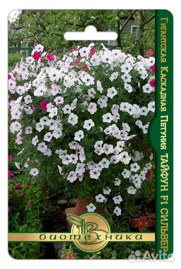 Гигантская Петуния - тайфун