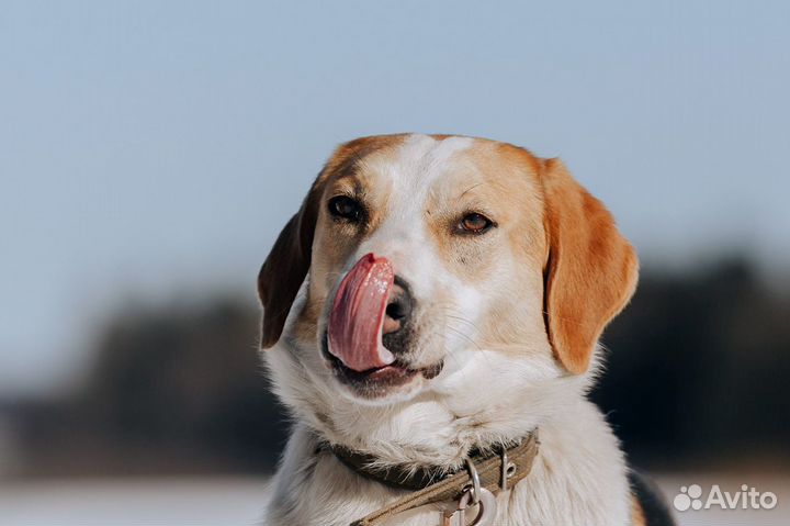 Метис гончей в добрые руки