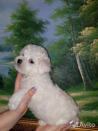 Бишон фризе щенки