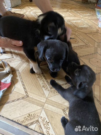 Щенки отдам в добрые руки