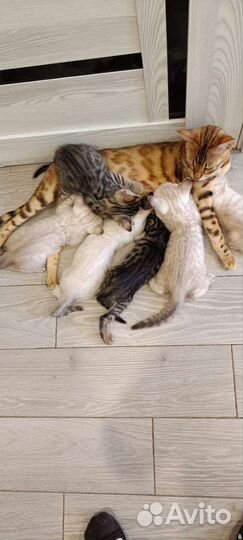 Бенгальские котята