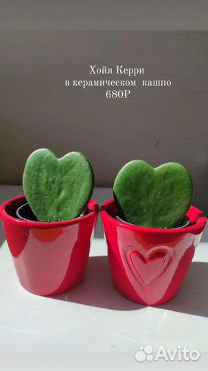 Хойи разные