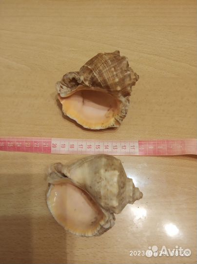 Раковина морского моллюска рапана