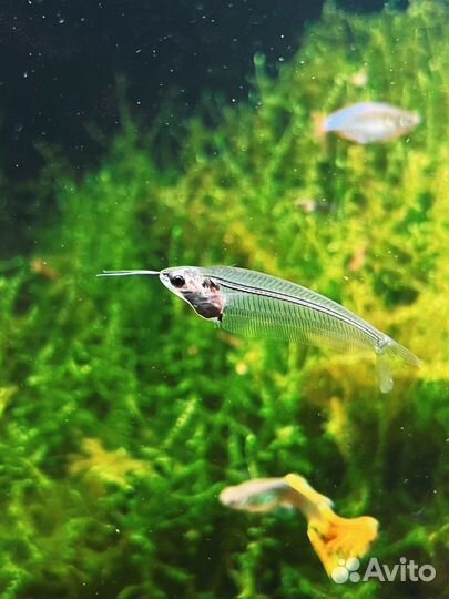 Стеклянный сом