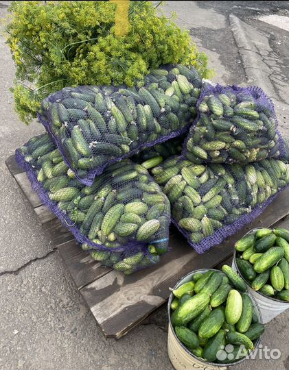 Огурчики на засолку