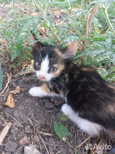 Кошки бесплатно