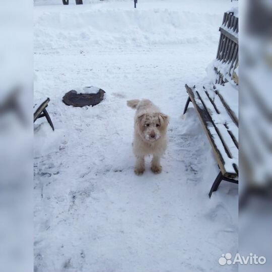 Собака к добрым хозяевам