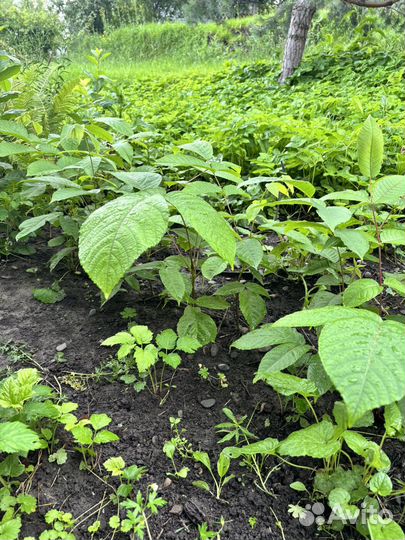 Манчжурский орех