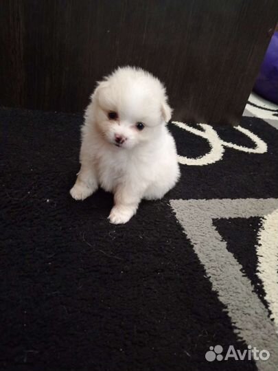 Померанский шпиц